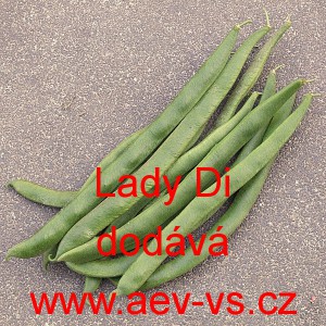 Fazol pnouc&iacute; &scaron;arlatov&yacute; Lady Di