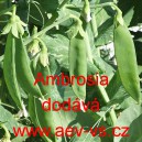 Hr&aacute;ch set&yacute; cukrov&yacute; Ambrosia