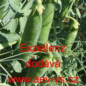 Hr&aacute;ch set&yacute; dřeňov&yacute; Exzellenz