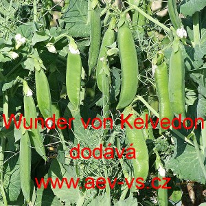 Hr&aacute;ch set&yacute; dřeňov&yacute; Wunder von Kelvedon