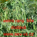 Hr&aacute;ch set&yacute; dřeňov&yacute; velmi ran&yacute; Mix