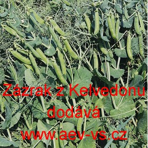 Hr&aacute;ch set&yacute; dřeňov&yacute; Z&aacute;zrak z Kelvedonu