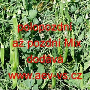 Hr&aacute;ch set&yacute; dřeňov&yacute; polopozdn&iacute; až pozdn&iacute; Mix