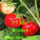 Jahodn&iacute;k velkoplod&yacute; hybridn&iacute; F1 Mix
