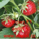 Jahodn&iacute;k velkoplod&yacute; hybridn&iacute; Delician F1