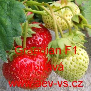 Jahodn&iacute;k velkoplod&yacute; hybridn&iacute; Grandian F1