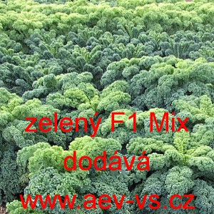 Kapusta kadeřav&aacute; kadeř&aacute;vek zelen&yacute; hybridn&iacute; F1 Mix