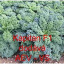 Kapusta kadeřav&aacute; kadeř&aacute;vek zelen&yacute; hybridn&iacute; Kapitan F1