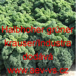 Kapusta kadeřav&aacute; kadeř&aacute;vek zelen&yacute; Halbhoher gr&uuml;ner krauser