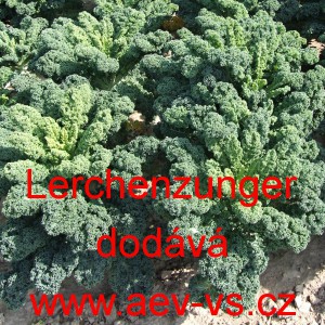 Kapusta kadeřav&aacute; kadeř&aacute;vek zelen&yacute; Lerchenzungen