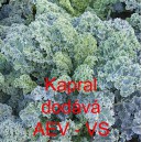 Kapusta kadeřav&aacute; kadeř&aacute;vek zelen&yacute; Kapral