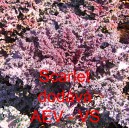 Kapusta kadeřav&aacute; kadeř&aacute;vek červen&yacute; Scarlet