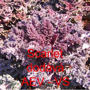 Kapusta kadeřav&aacute; kadeř&aacute;vek červen&yacute; Scarlet