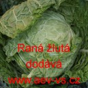 Kapusta hl&aacute;vkov&aacute; Ran&aacute; žlut&aacute;