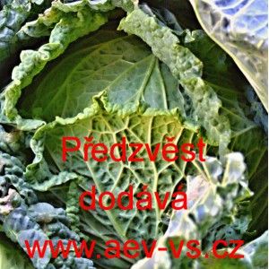 Kapusta hl&aacute;vkov&aacute; Předzvěst