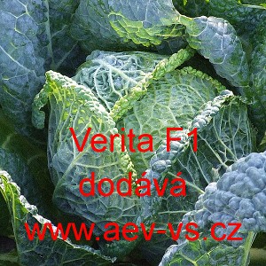 Kapusta hl&aacute;vkov&aacute; hybridn&iacute; Verita F1