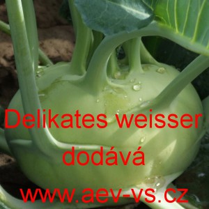 Kedluben b&iacute;l&yacute; Delikate&szlig; wei&szlig;er