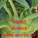 Kedluben b&iacute;l&yacute; Gigant