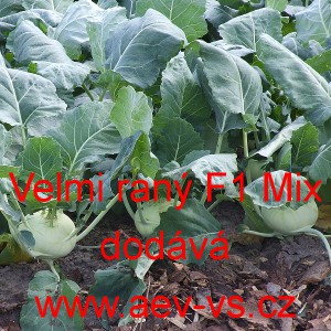 Kedluben b&iacute;l&yacute; hybridn&iacute; velmi ran&yacute; - poloran&yacute; F1 Mix