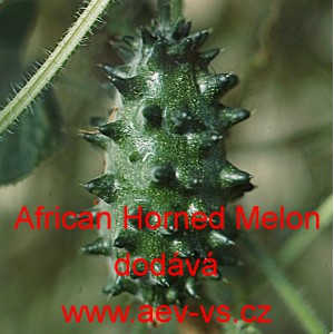 Kiwano meloun africk&yacute; African Horned Melon