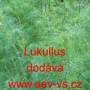 Kopr vonn&yacute; Lukullus