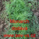 Kopr vonn&yacute; Monarch