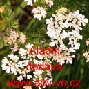 Koriandr set&yacute; Aladin