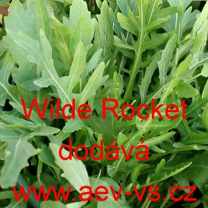 Křez tenkolist&yacute; Wilde Rocket