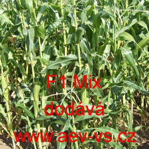 Kukuřice cukrov&aacute; hybridn&iacute; F1 Mix