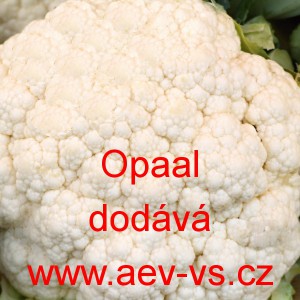 Květ&aacute;k Opaal