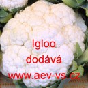 Květ&aacute;k Igloo