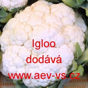 Květ&aacute;k Igloo