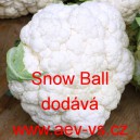 Květ&aacute;k Snow Ball