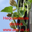 Lagen&aacute;rie Herkuleskeule