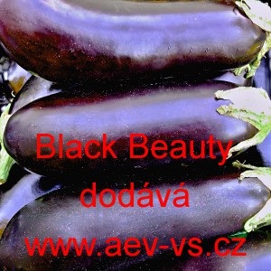 Lilek vejcoplod&yacute; baklaž&aacute;n Black Beauty