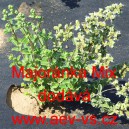 Major&aacute;nka zahradn&iacute; jednolet&aacute; Mix