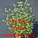 Major&aacute;nka zahradn&iacute; Marcelka