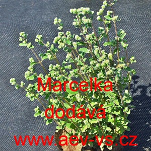 Major&aacute;nka zahradn&iacute; Marcelka