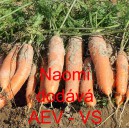 Mrkev obecn&aacute; Naomi