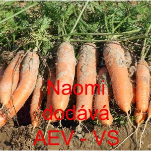 Mrkev obecn&aacute; Naomi