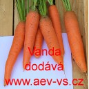 Mrkev obecn&aacute; Vanda