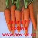 Mrkev obecn&aacute; hybridn&iacute; Jarana F1