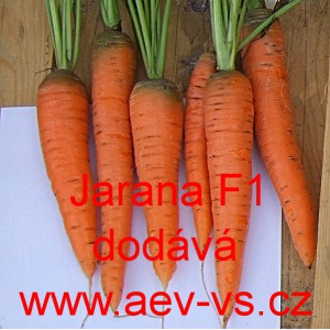 Mrkev obecn&aacute; hybridn&iacute; Jarana F1