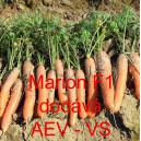 Mrkev obecn&aacute; hybridn&iacute; Marion F1