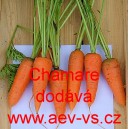 Mrkev obecn&aacute; Chamare