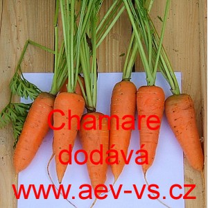 Mrkev obecn&aacute; Chamare - typ Chantenay 