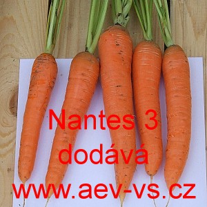 Mrkev obecn&aacute; Nantes 3 (Tip Top)