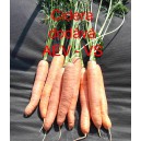 Mrkev obecn&aacute; Cidera