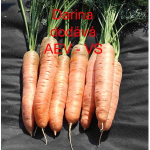 Mrkev obecn&aacute; Darina
