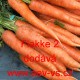 Mrkev obecná Flakesse 2